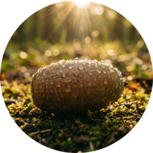 Seed Donor